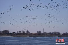 吉林蛟河迎万余只